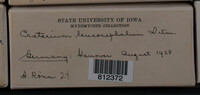 Craterium leucocephalum var. leucocephalum image